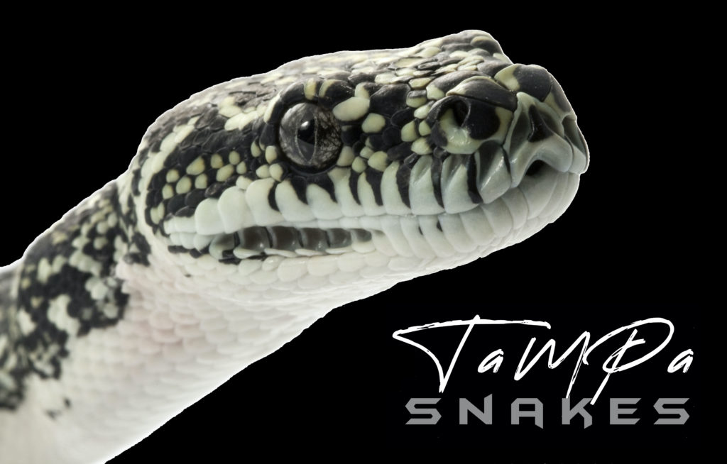 Diamond Python Breeder