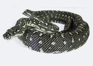 Diamond Python