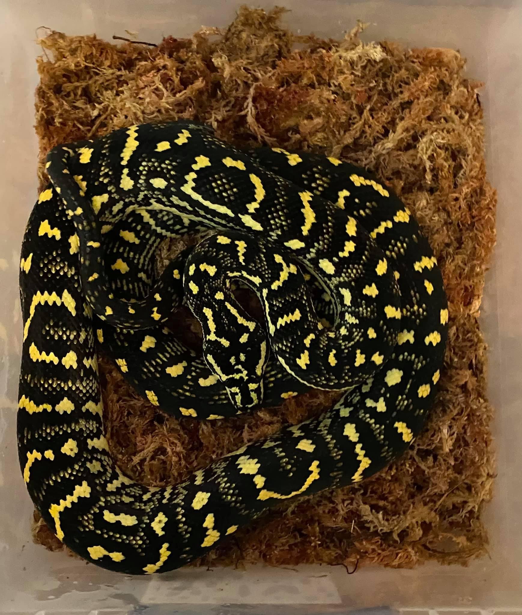 "Burlesque" Jungle Carpet Pythons for Sale