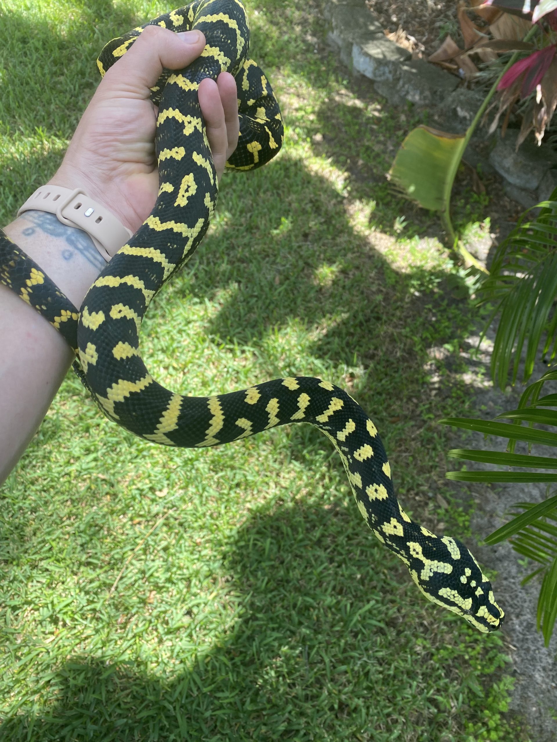Jungle Carpet Pythons for Sale