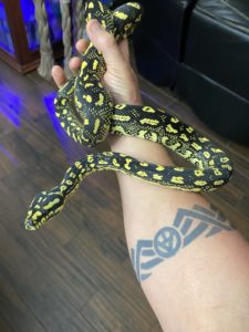 Sarasota Jungle Carpet Pythons for Sale