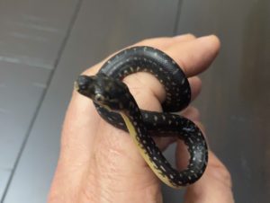 Diamond Python Newborn