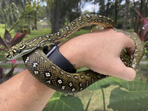 Diamond Python produced by TB Snakes