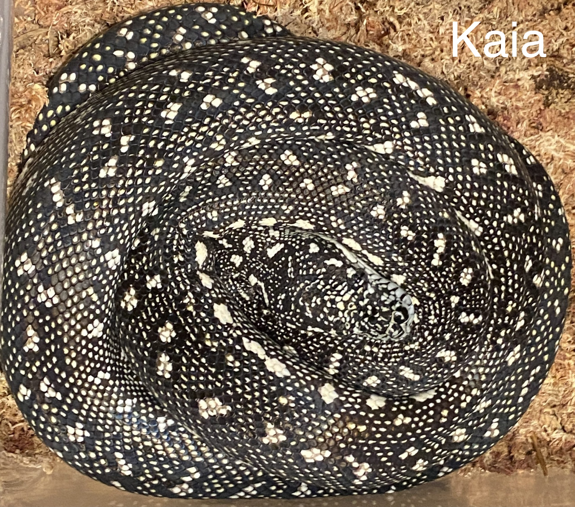 "Kaia" Diamond Python