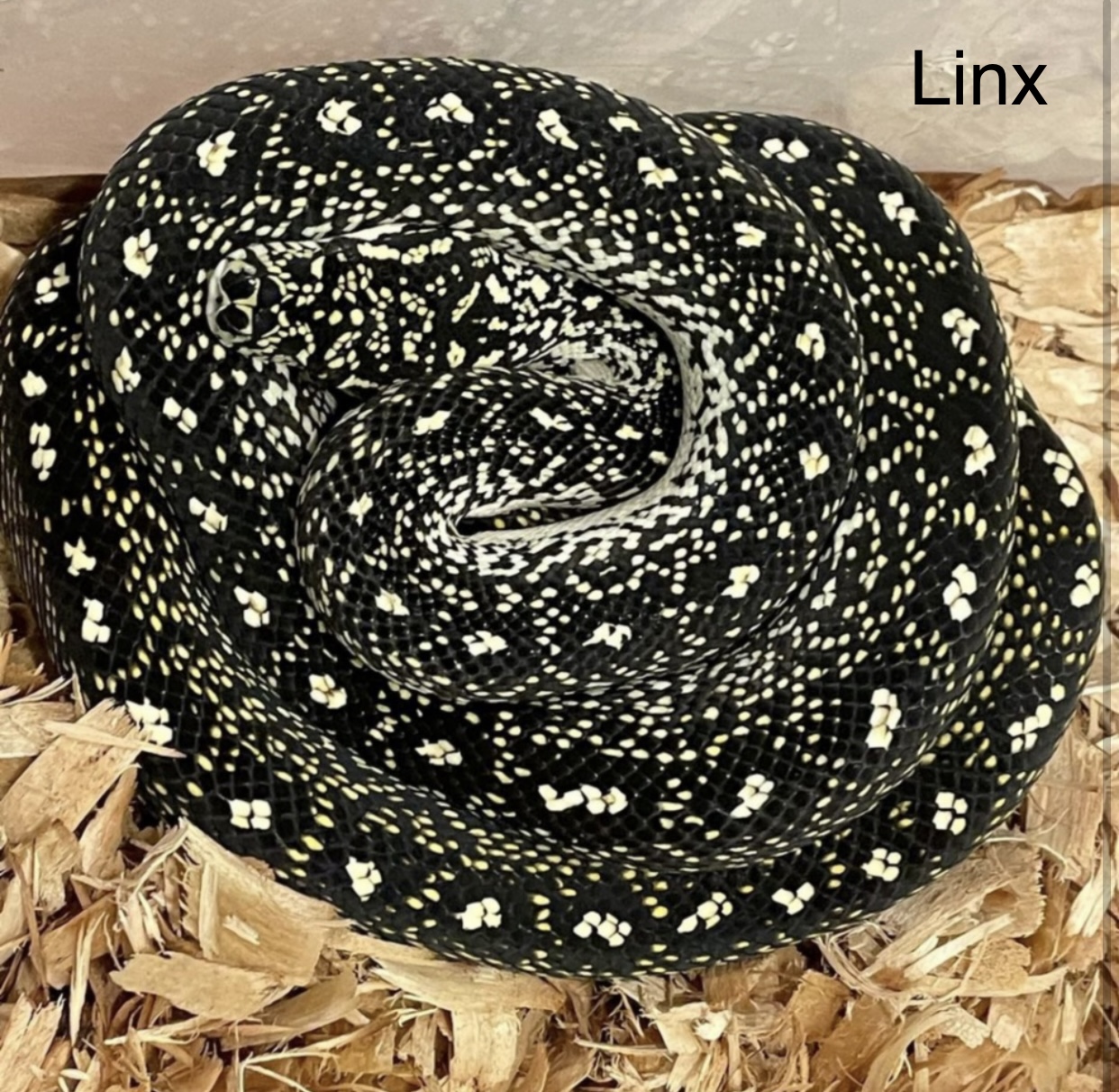 Linx Diamond Python