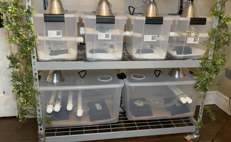 Carpet Python Care Tampa Snakes