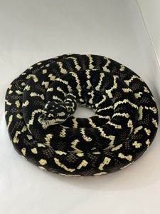 Jungle Carpet Pythons For Sale