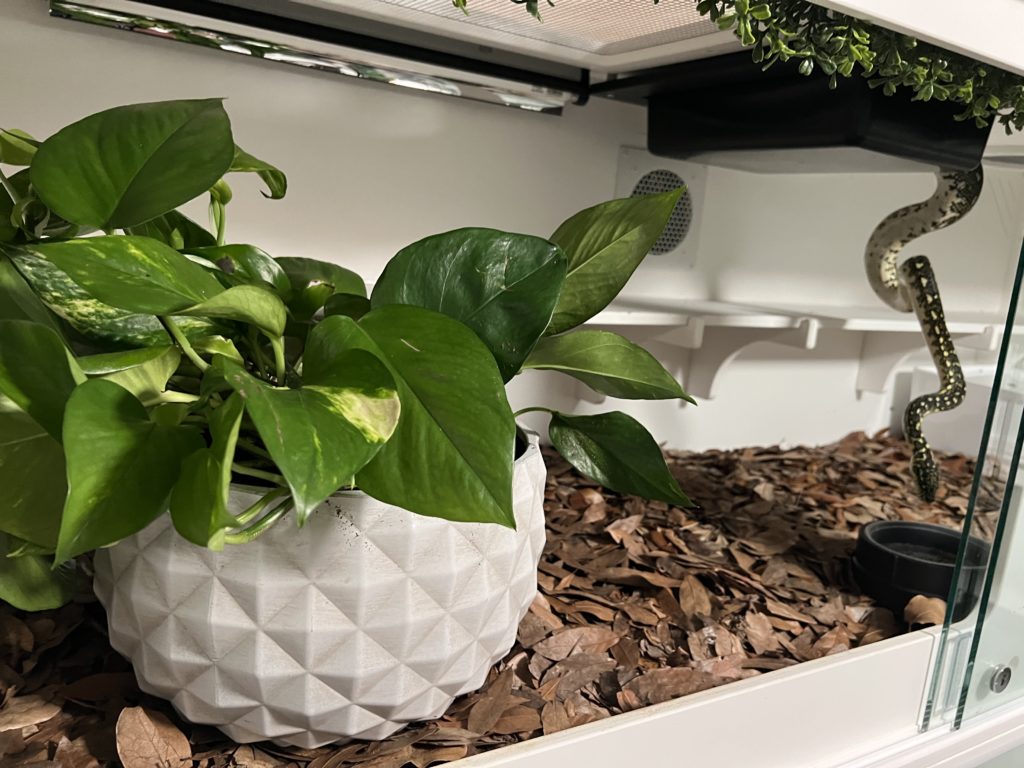 Diamond Python Enclosure - Arboreal Hide and Vent