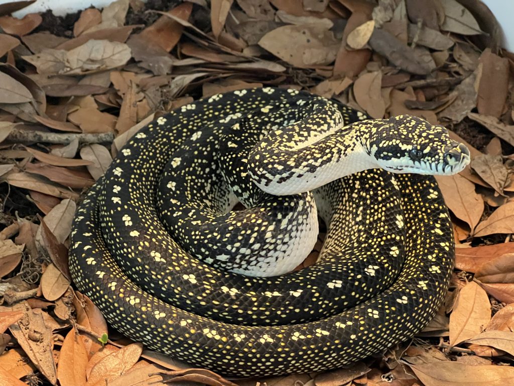 Diamond Python - Substrate