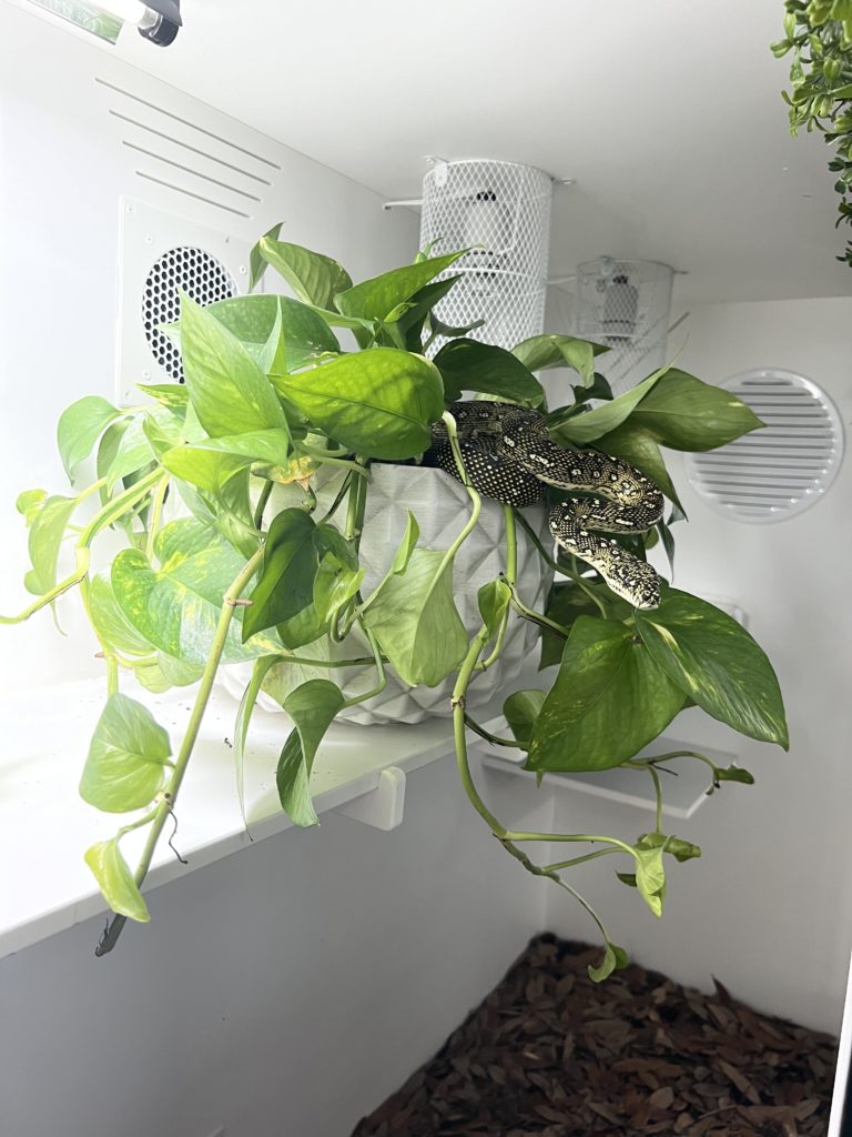 Diamond Python Enclosure - Perching on Plant