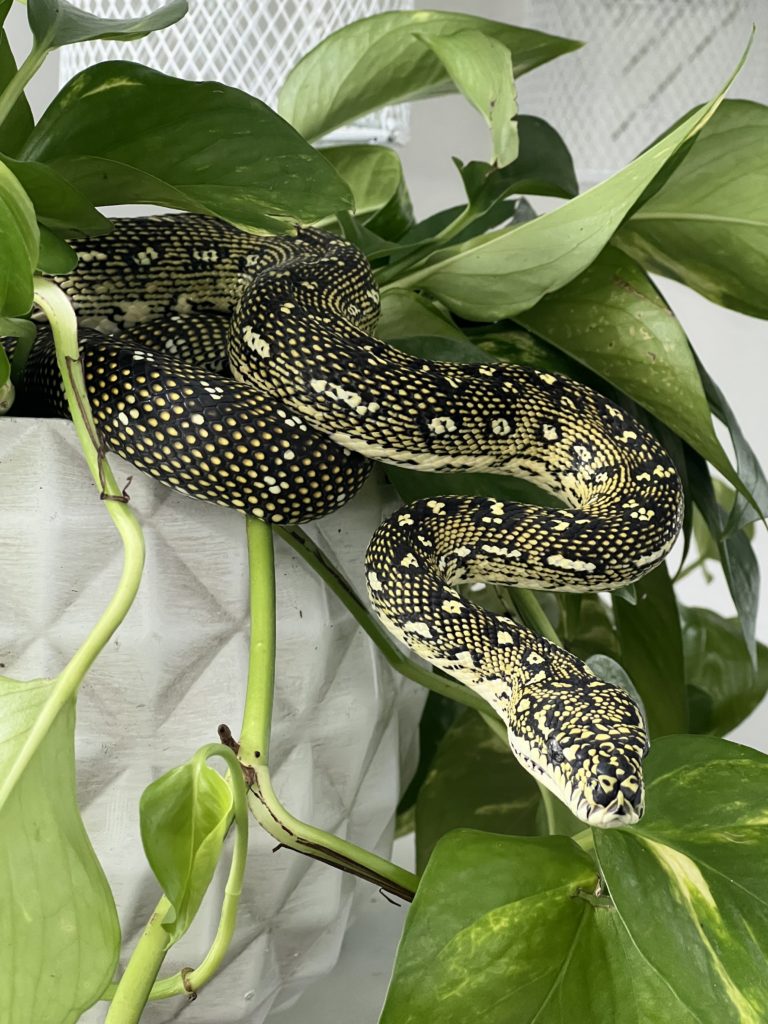 Diamond Python Enclosure - Perching on Plant