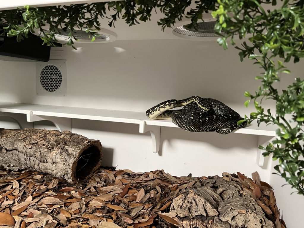 Diamond Python Enclosure