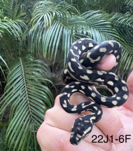 Jungle Carpet Python For Sale