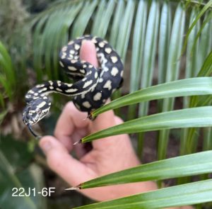 Jungle Carpet Python for Sale - 22J1-6F