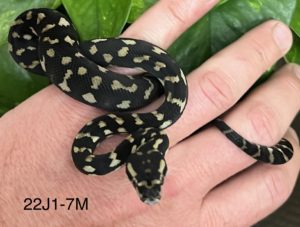 Jungle Carpet Python For Sale - 22J1-7M