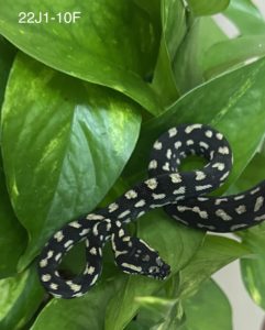 Jungle Carpet Python for Sale - 22J1-10F
