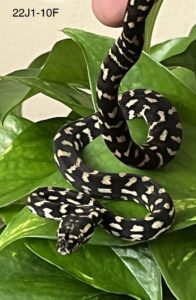 Jungle Carpet Python for Sale - 22J1-10F