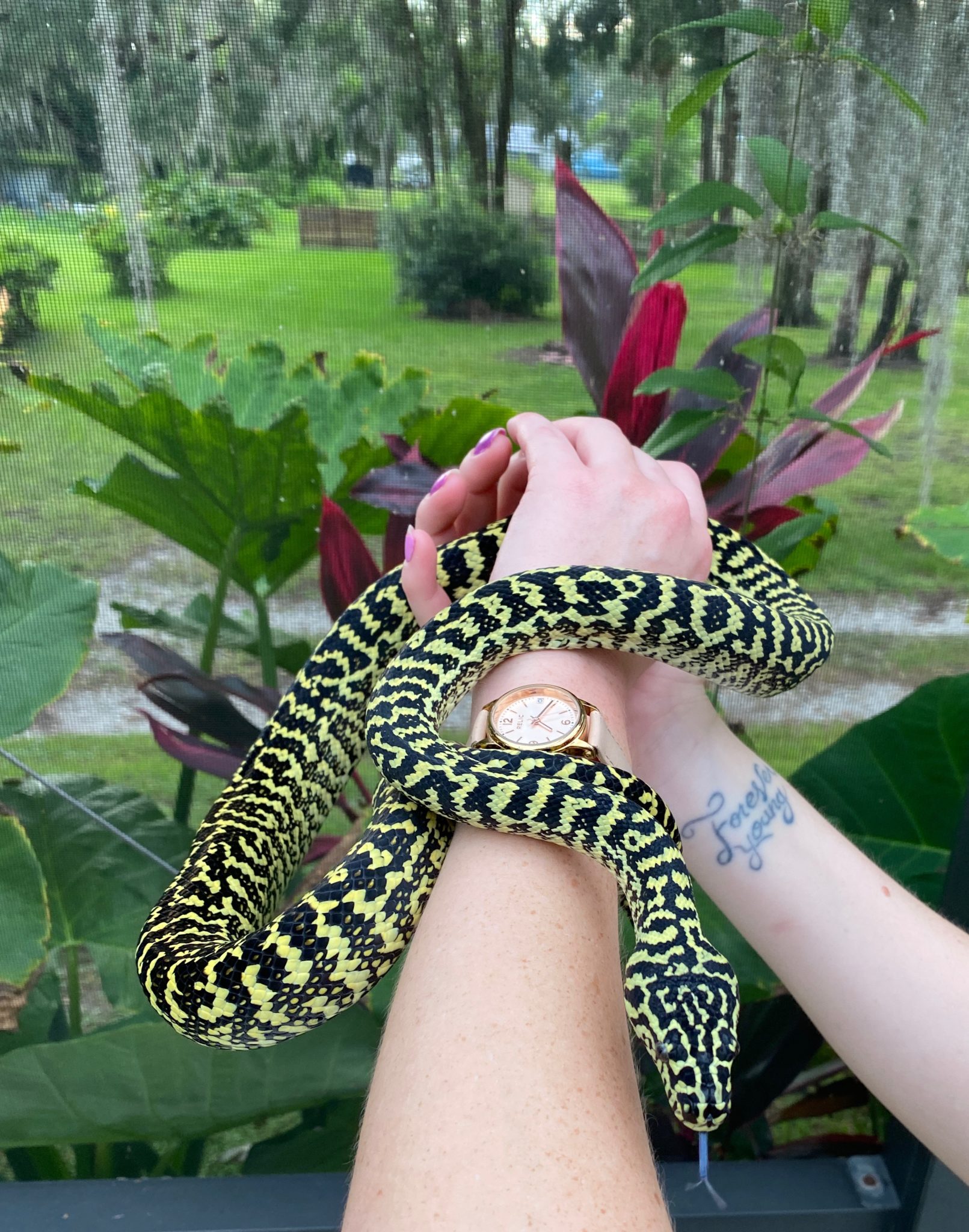 2023 “Enigma” Jungle Carpet Pythons Tampa Snakes