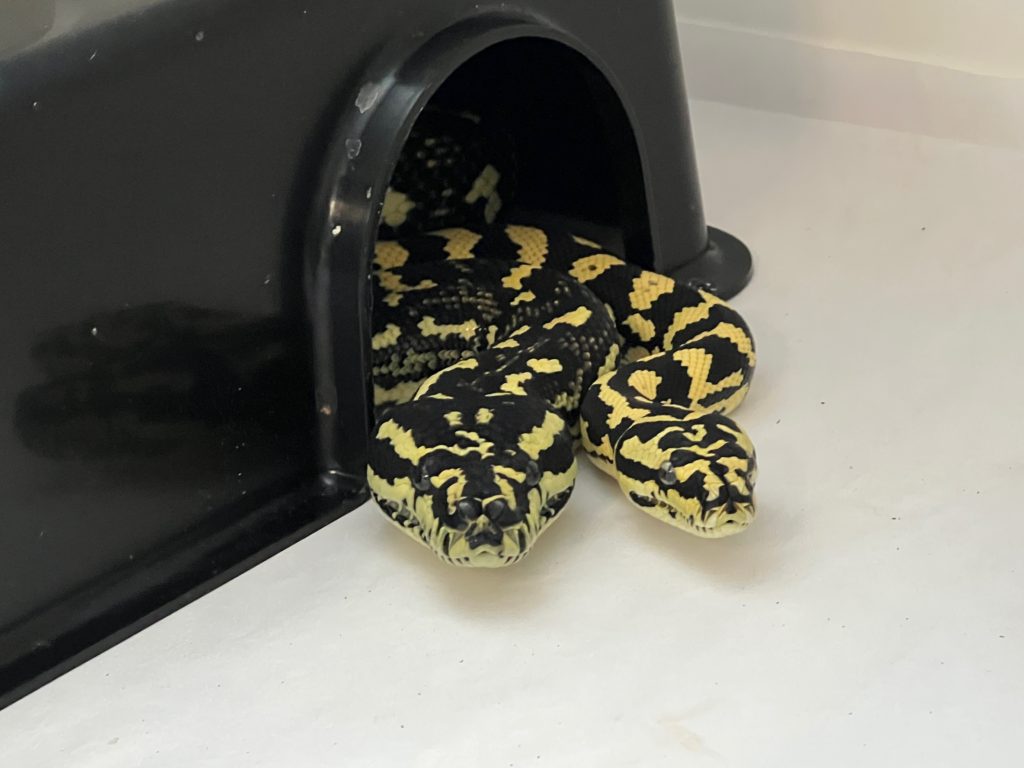 Burlesque Jungle Carpet Pythons for Sale