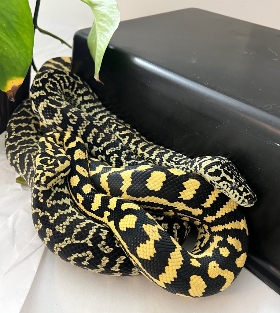 Enigma Jungle Carpet Pythons 
