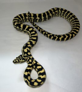 Halo Wow Jungle Carpet Python