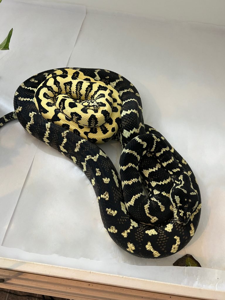 Tampa X Nakita Diamond Jungle Jags for Sale