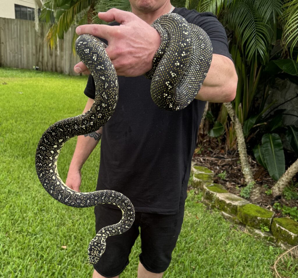Diamond Python Laguna