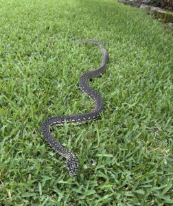 Diamond Python Laguna on Grass