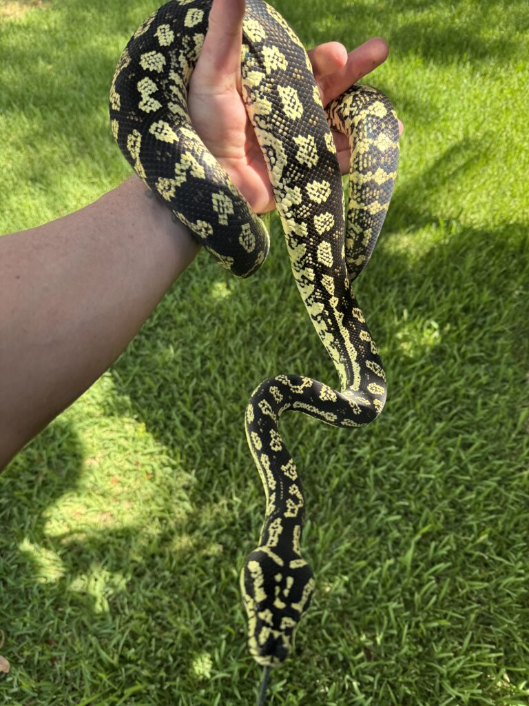 Rambo Jungle Carpet Python