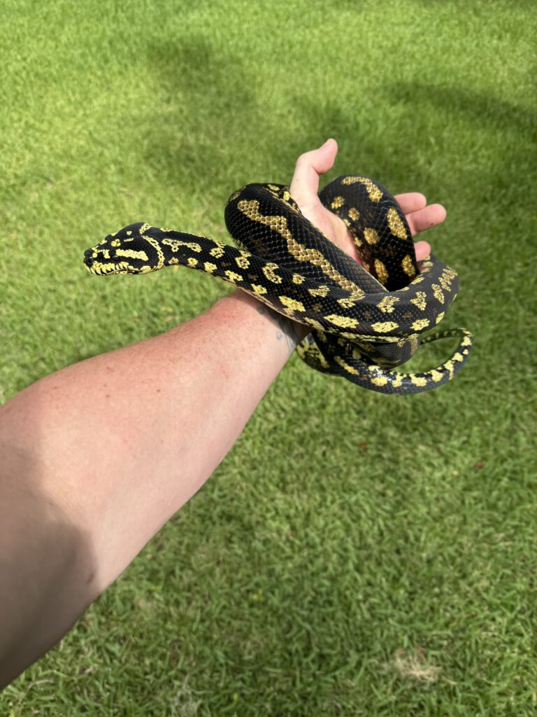 MIA Pure Jungle Carpet Python
