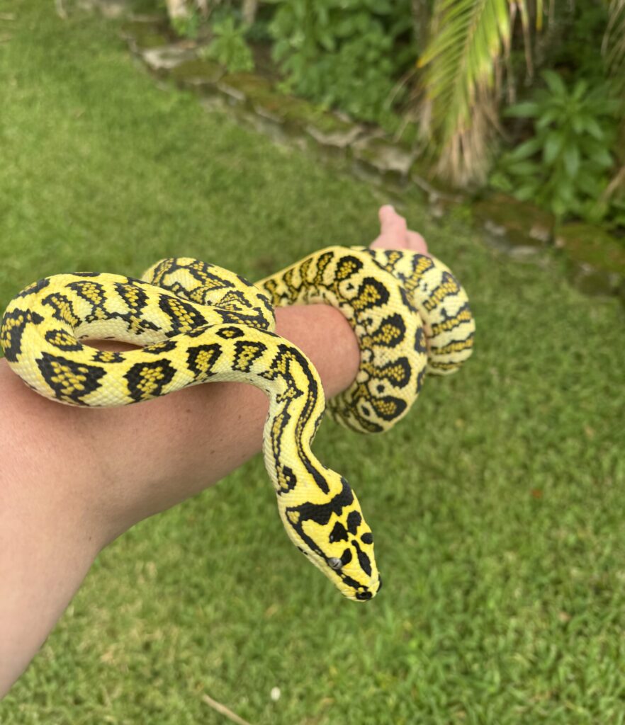 24k Gamma Diamond Jungle Jag Carpet Python