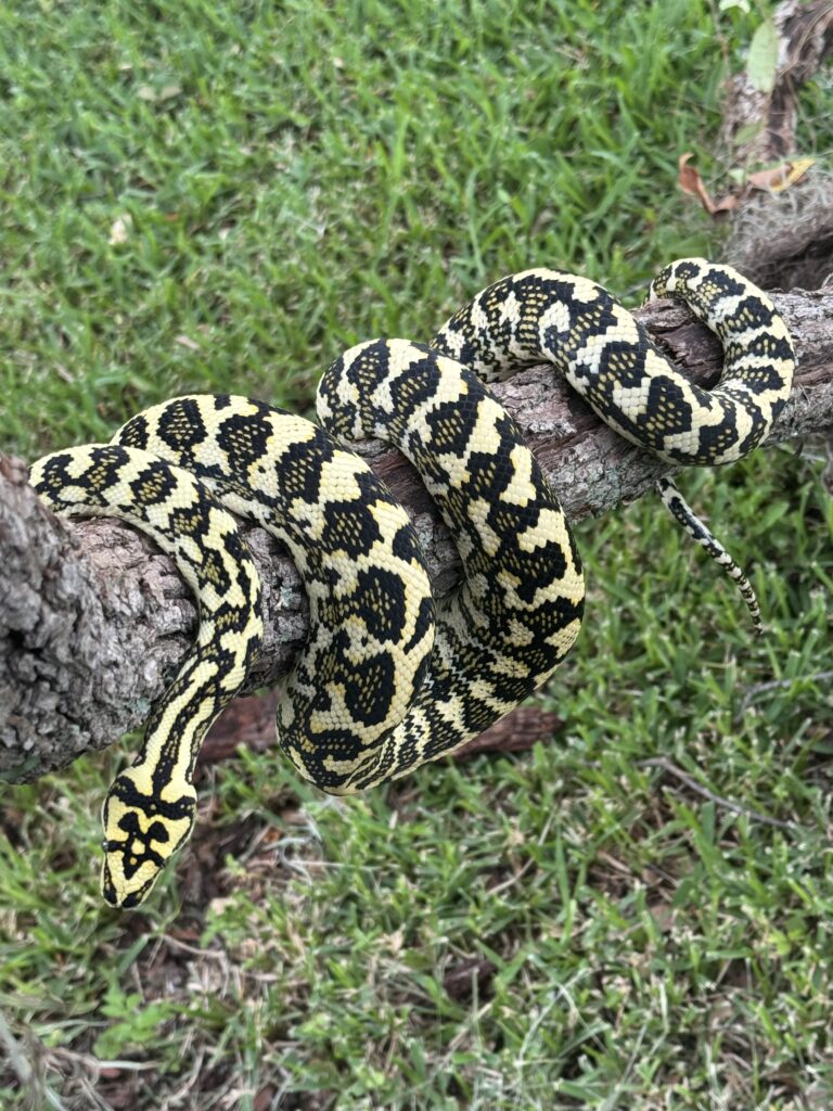 4K is a Gamma Diamond Jungle Jag Carpet Python
