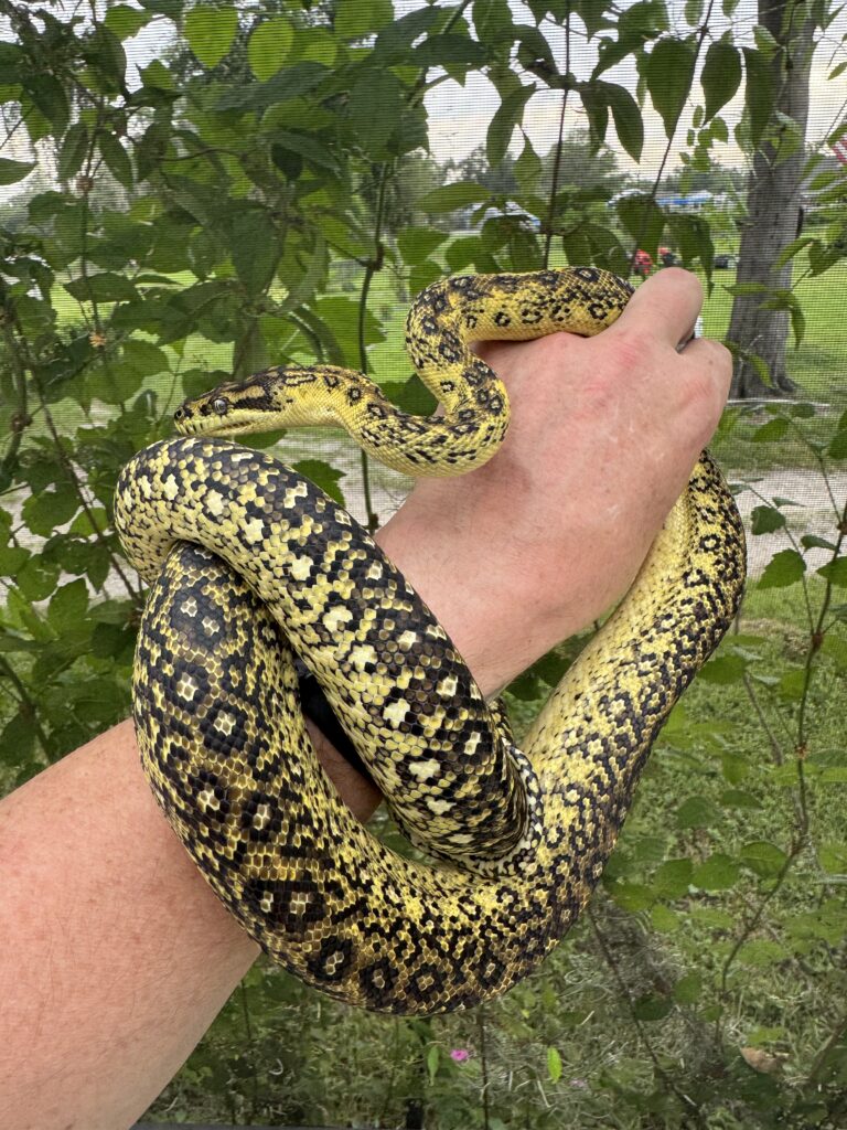 Tempest is an Extreme Line' Stonewash Diamond Jungle Bredli Carpet Python