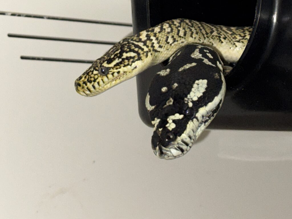 Lieutenant Dan x Tampa Carpet Pythons For Sale