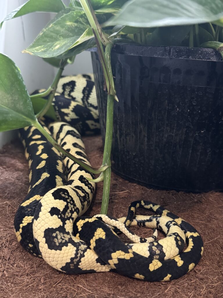 Nakita X OHW Jungle Carpet Pythons for Sale
