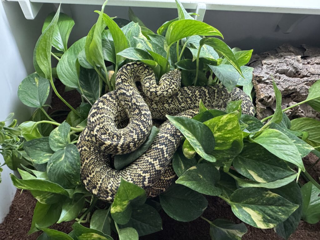 Lieutenant Dan Carpet Python